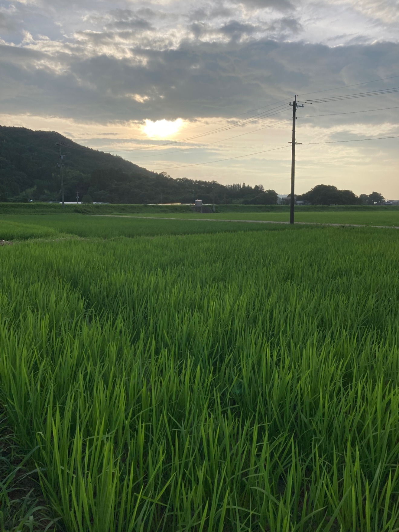 令和７年産米　玄米１０ｋｇ（白米でもOK）　夢しずく　無農薬・有機肥料使用

