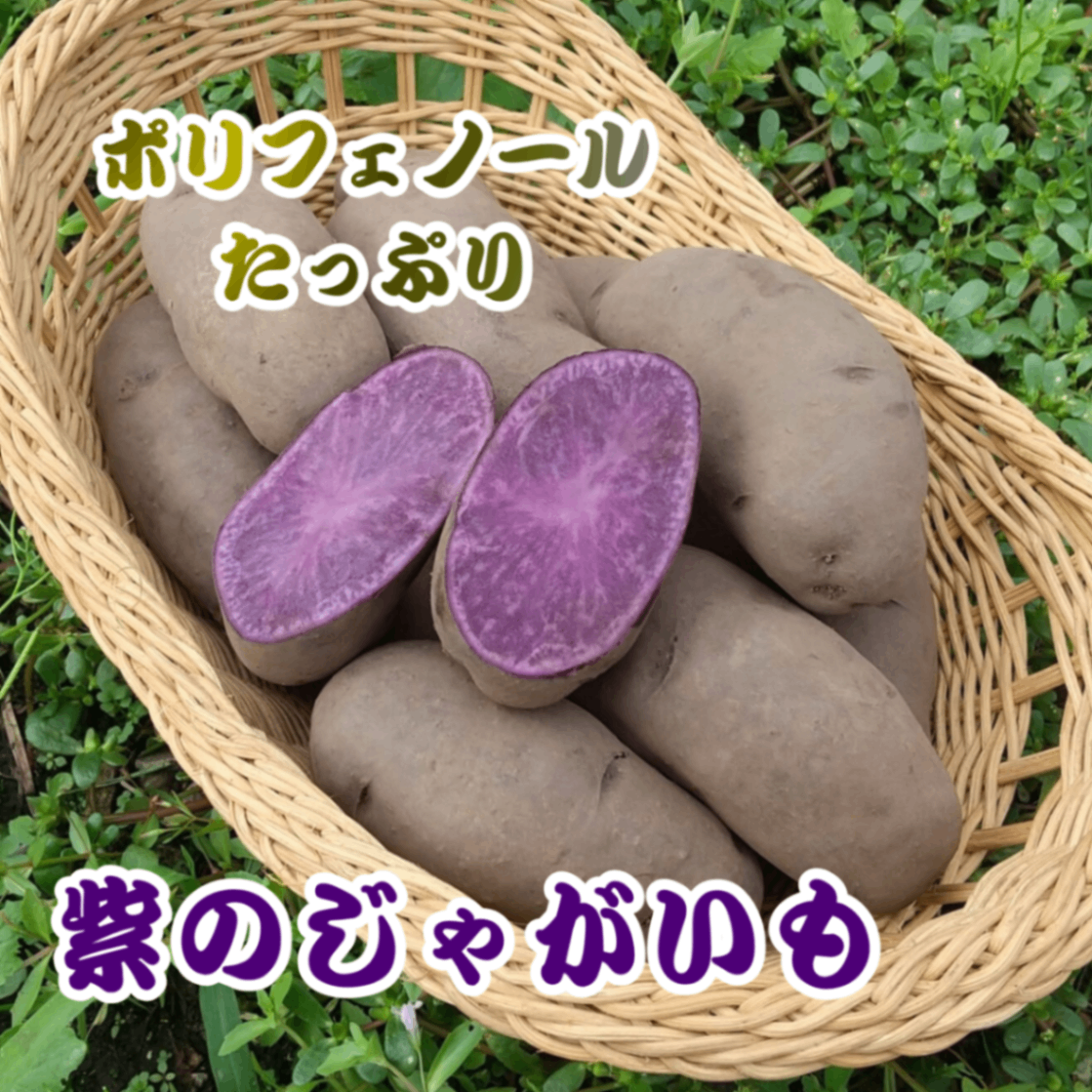 【紫じゃがいも】きよちゃんのじゃがいも【シャドークイーン】