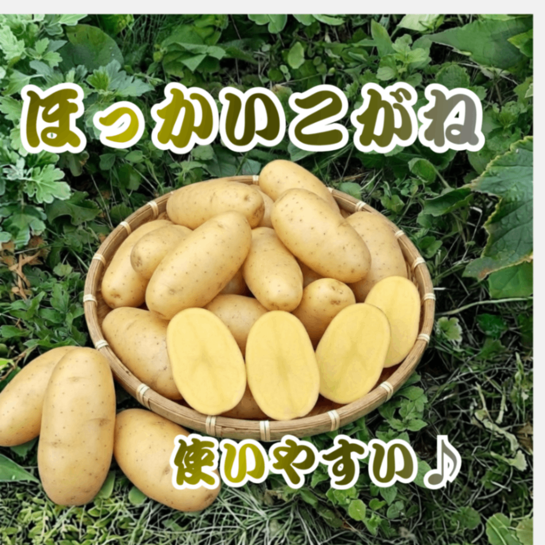【ホッカイコガネ】きよちゃんのじゃがいも【いろいろ使える】