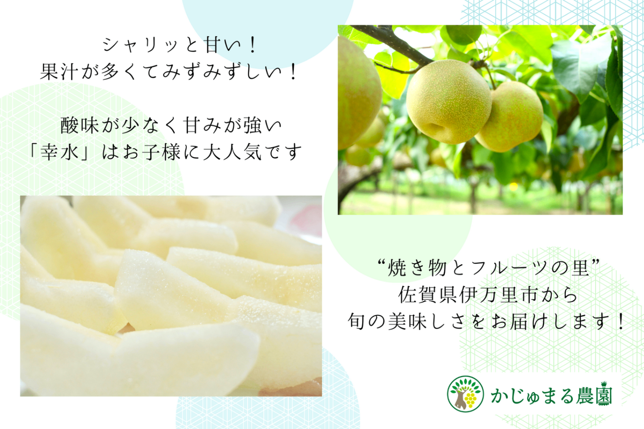 ≪予約受付中≫　極甘ジューシー梨　”甘太”　2.5㎏　5～6玉【ご家庭用】9月中旬～下旬発送予定