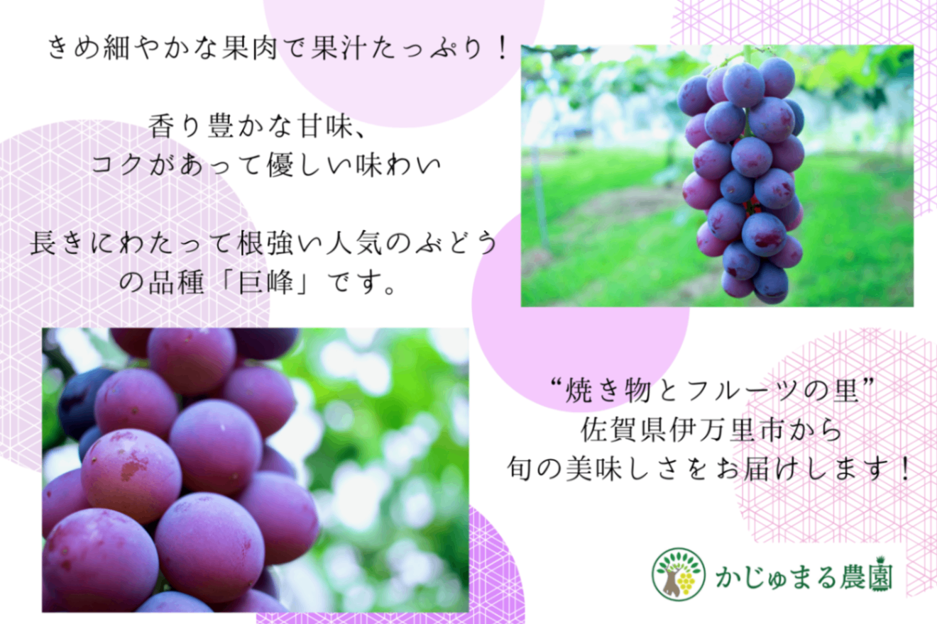 巨峰×豊水梨or秋月梨✨期間限定のかじゅまる農園の自信作セット 2.5kg