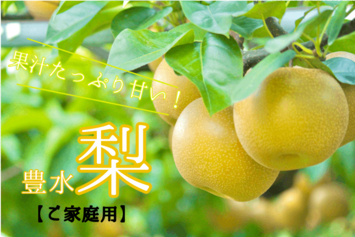 巨峰×豊水梨or秋月梨✨期間限定のかじゅまる農園の自信作セット 2.5kg