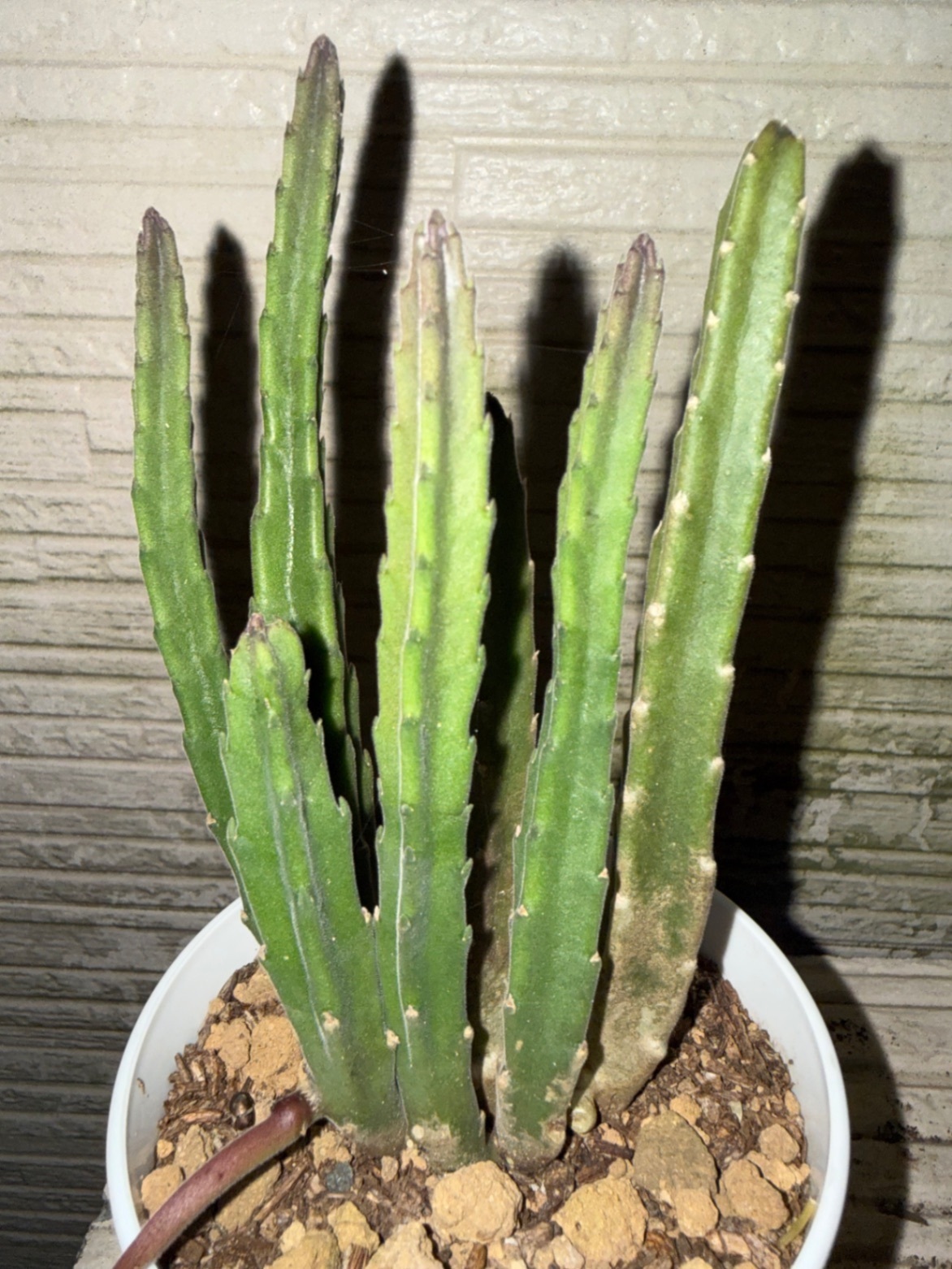 スタペリア     ギガンティア    抜き苗🌱多肉植物