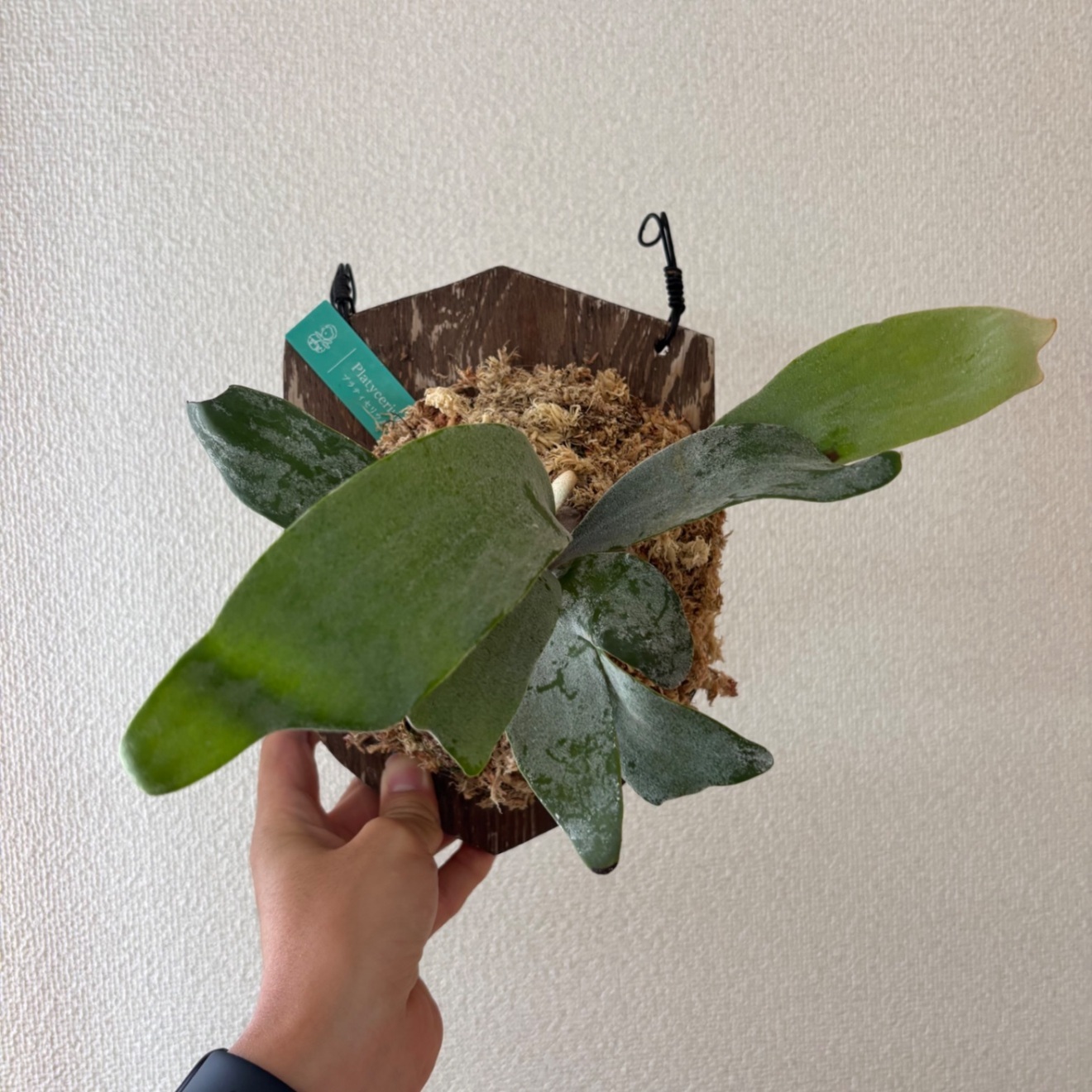 【壁にかけれる植物！】ビカクシダ オモ 板付け 