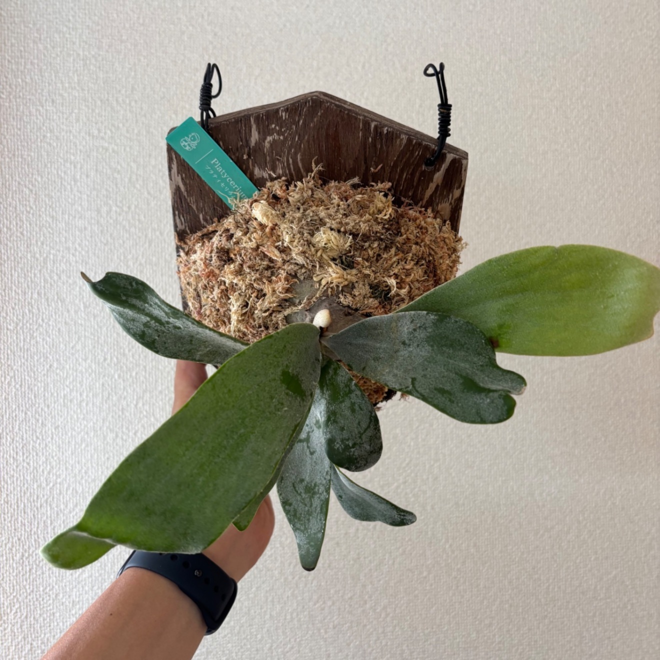【壁にかけれる植物！】ビカクシダ オモ 板付け 