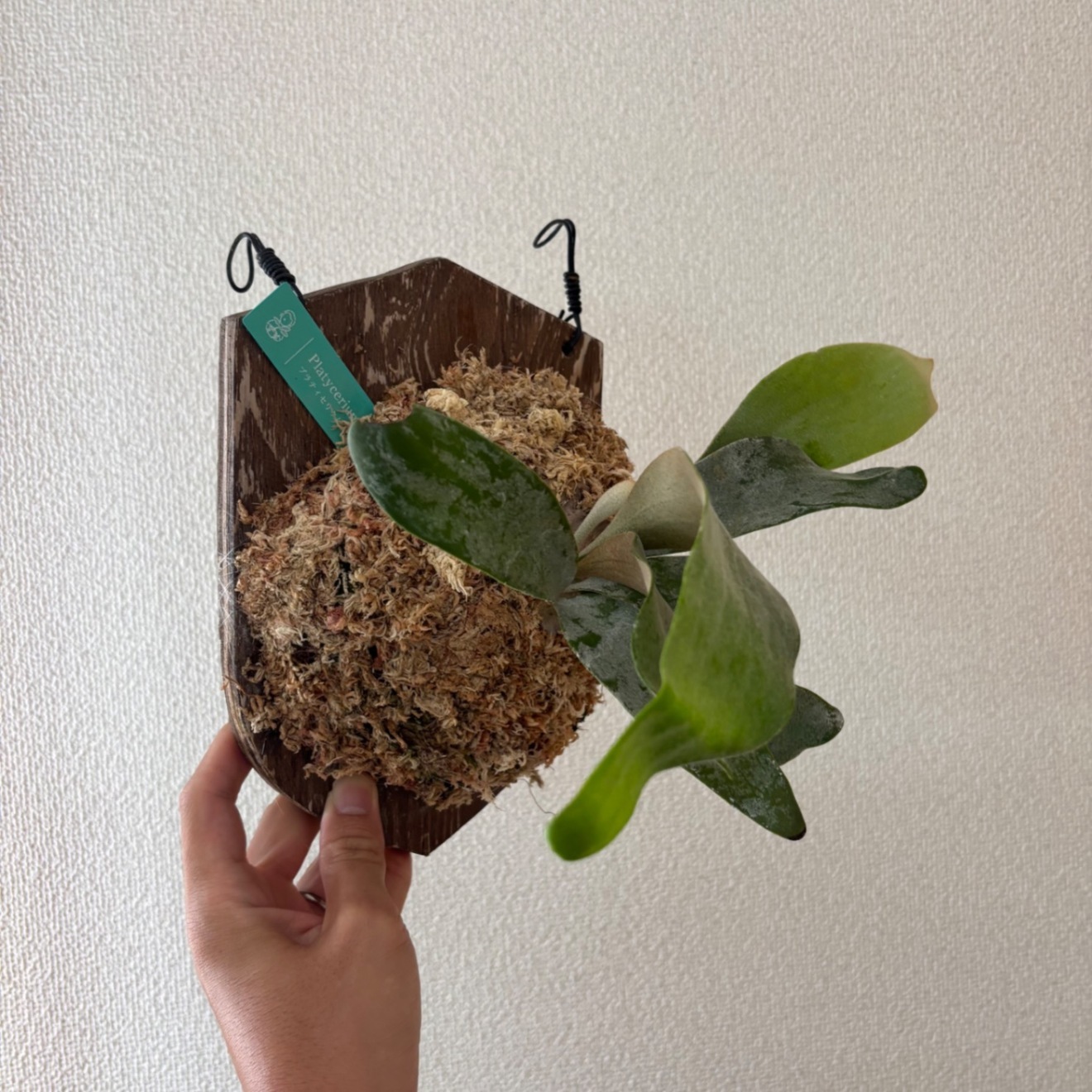 【壁にかけれる植物！】ビカクシダ オモ 板付け 