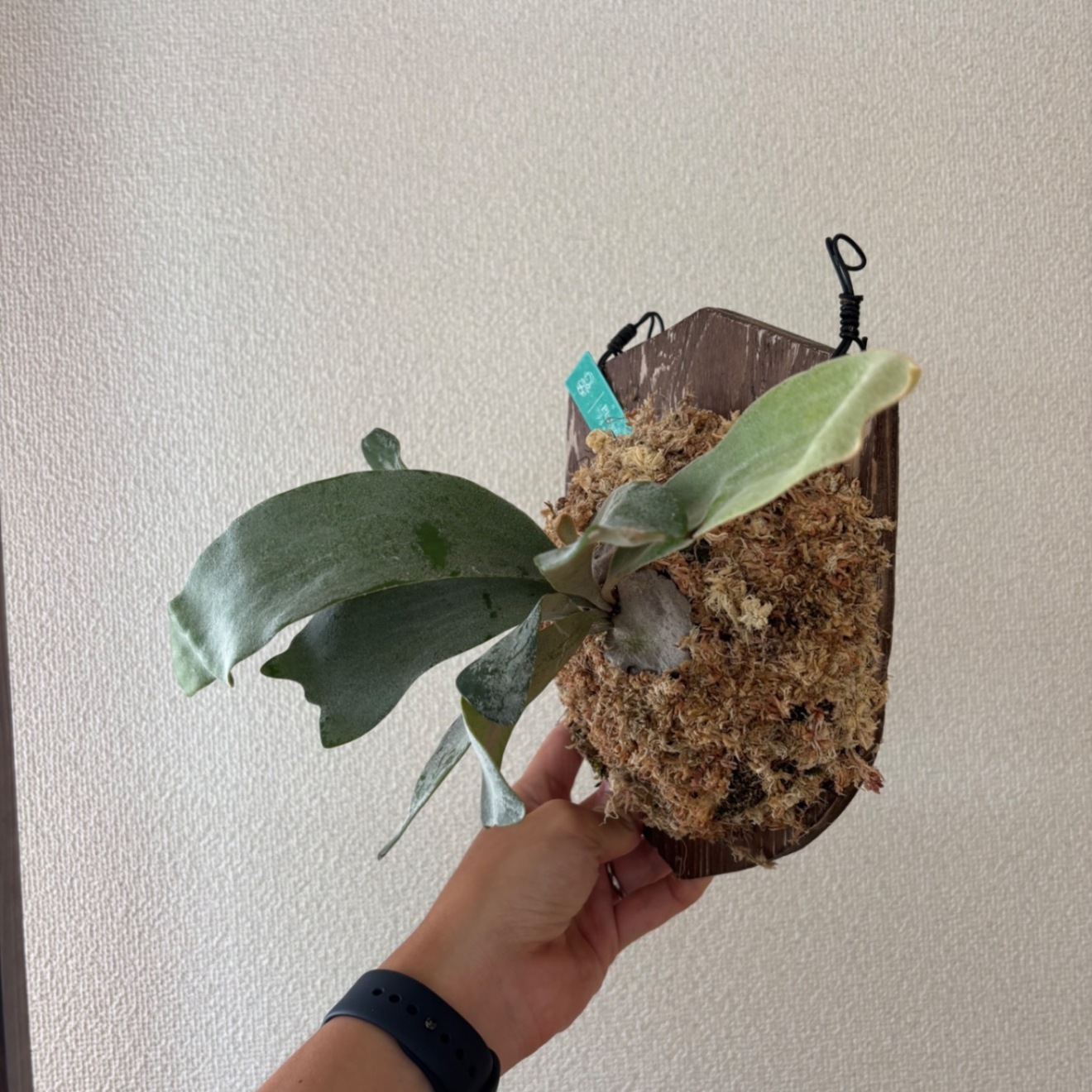 【壁にかけれる植物！】ビカクシダ オモ 板付け 
