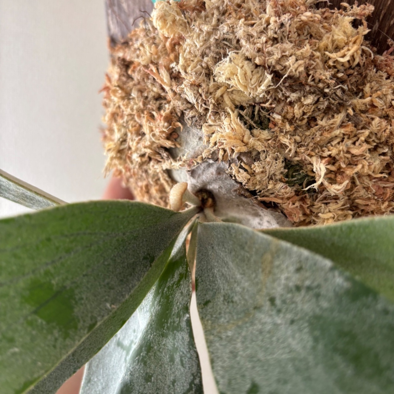 【壁にかけれる植物！】ビカクシダ オモ 板付け 