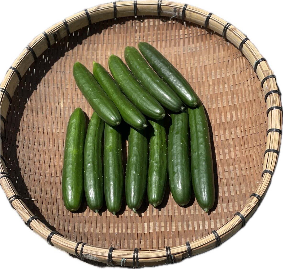 【夏きゅうり12本】トゲ少なめ・皮うすめ♪夏だけのやわらか食感🥒