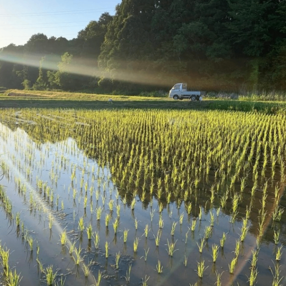 【白米】5キロ　令和７年産 三重県伊賀産コシヒカリ