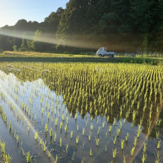 【白米】3キロ　令和７年産 三重県伊賀産コシヒカリ