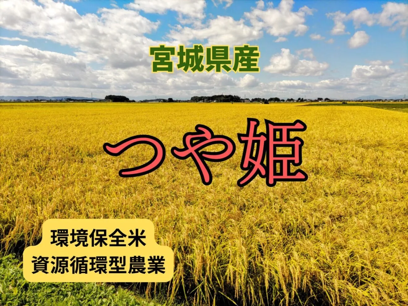 令和7年 宮城県産つや姫（環境保全米、資源循環型農業）玄米5kg×2袋