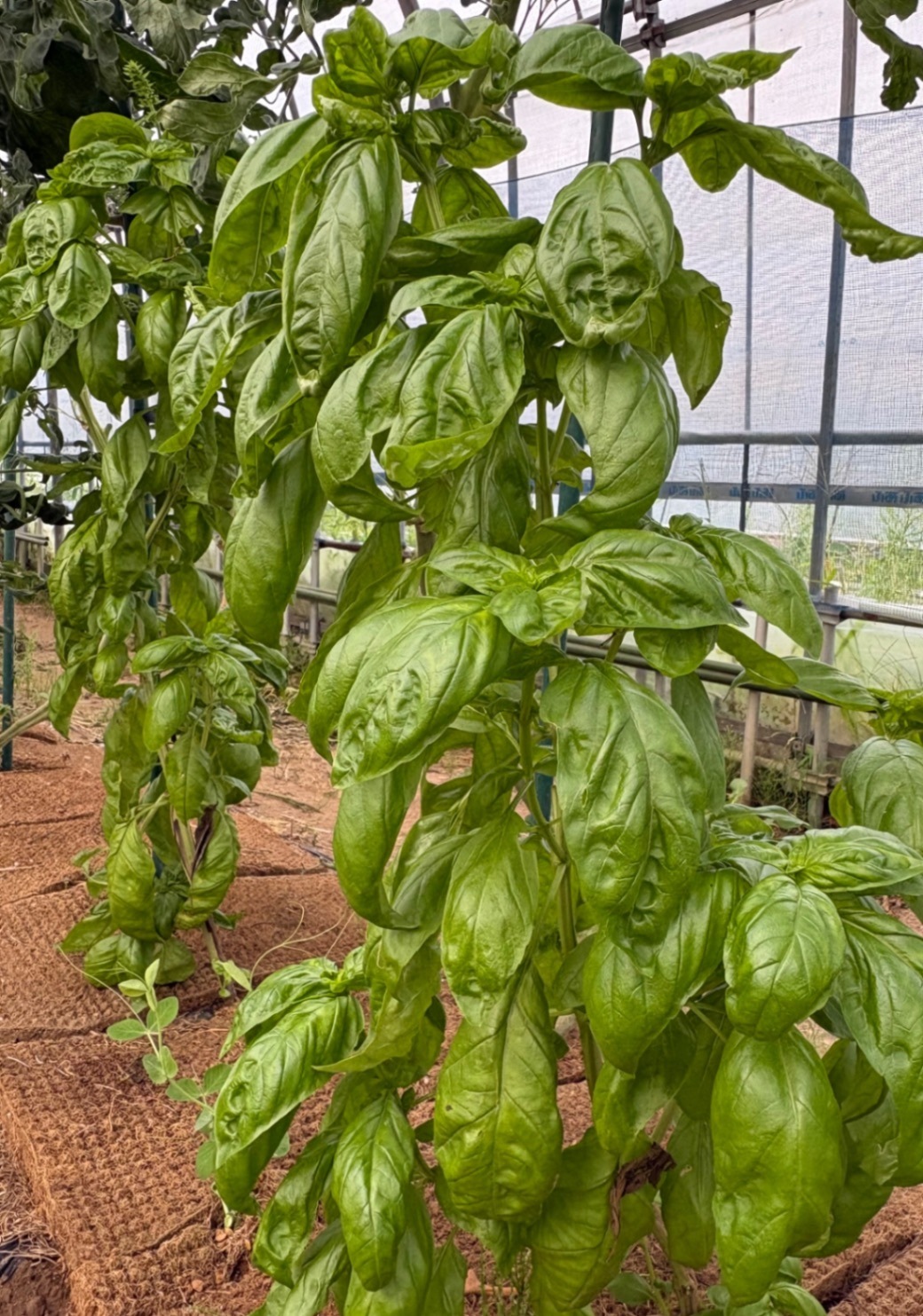 【酒田市内手渡し】ごんじろう野菜てんこ盛り🍅
オフ会お渡し可