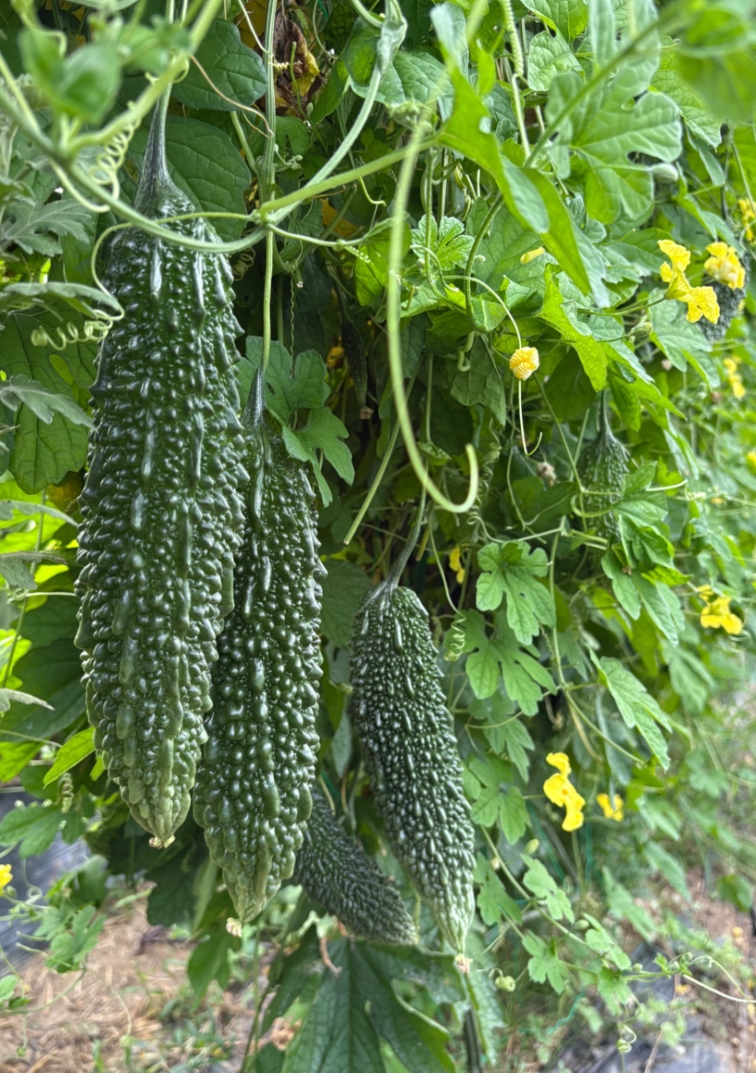 【酒田市内手渡し】ごんじろう野菜てんこ盛り🍅
オフ会お渡し可