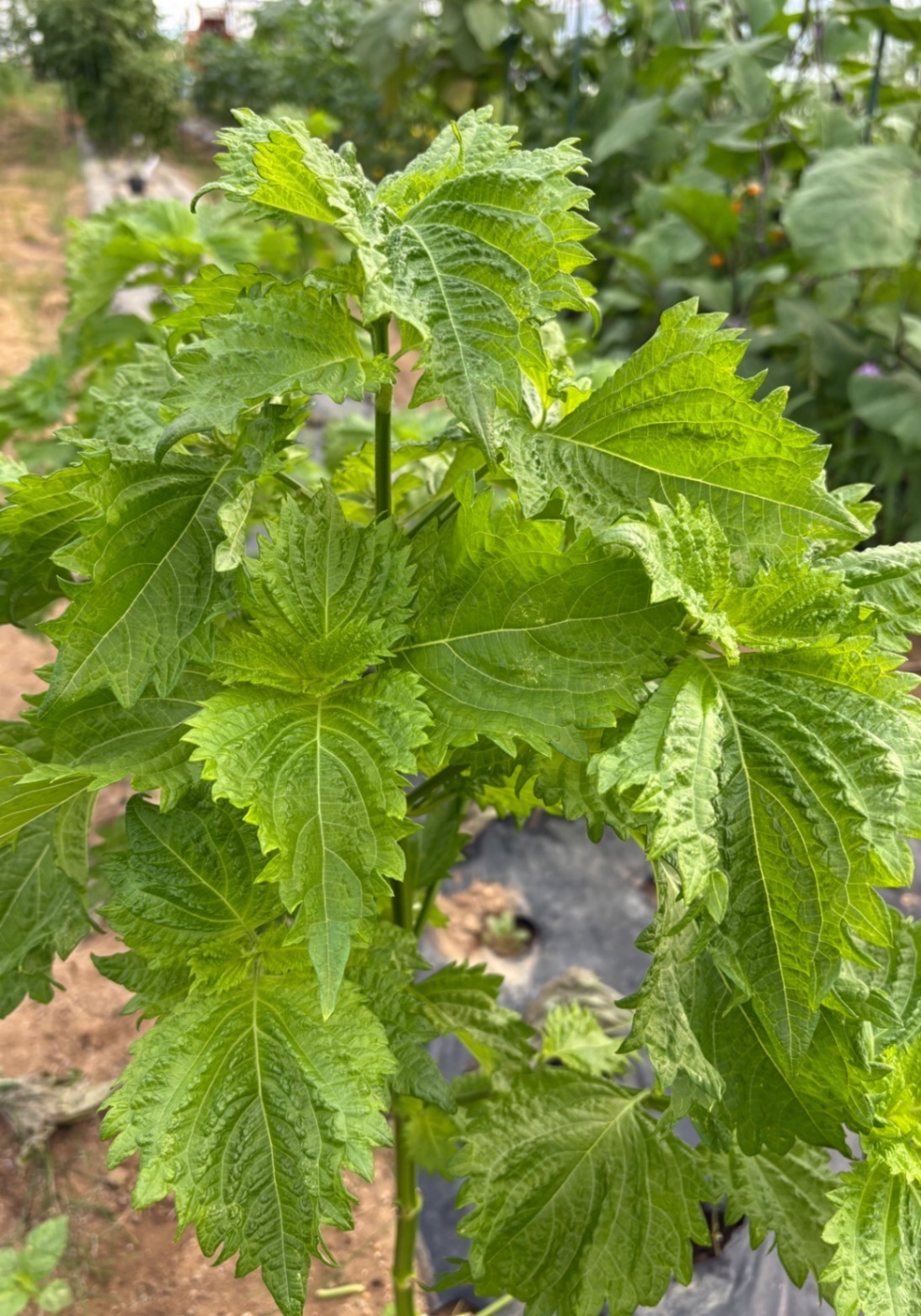 【酒田市内手渡し】ごんじろう野菜てんこ盛り🍅
オフ会お渡し可