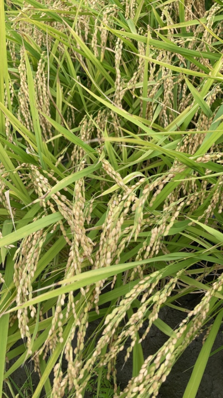 《予約令和8年産》コシヒカリ　玄米30kg（9月発送）10袋限定