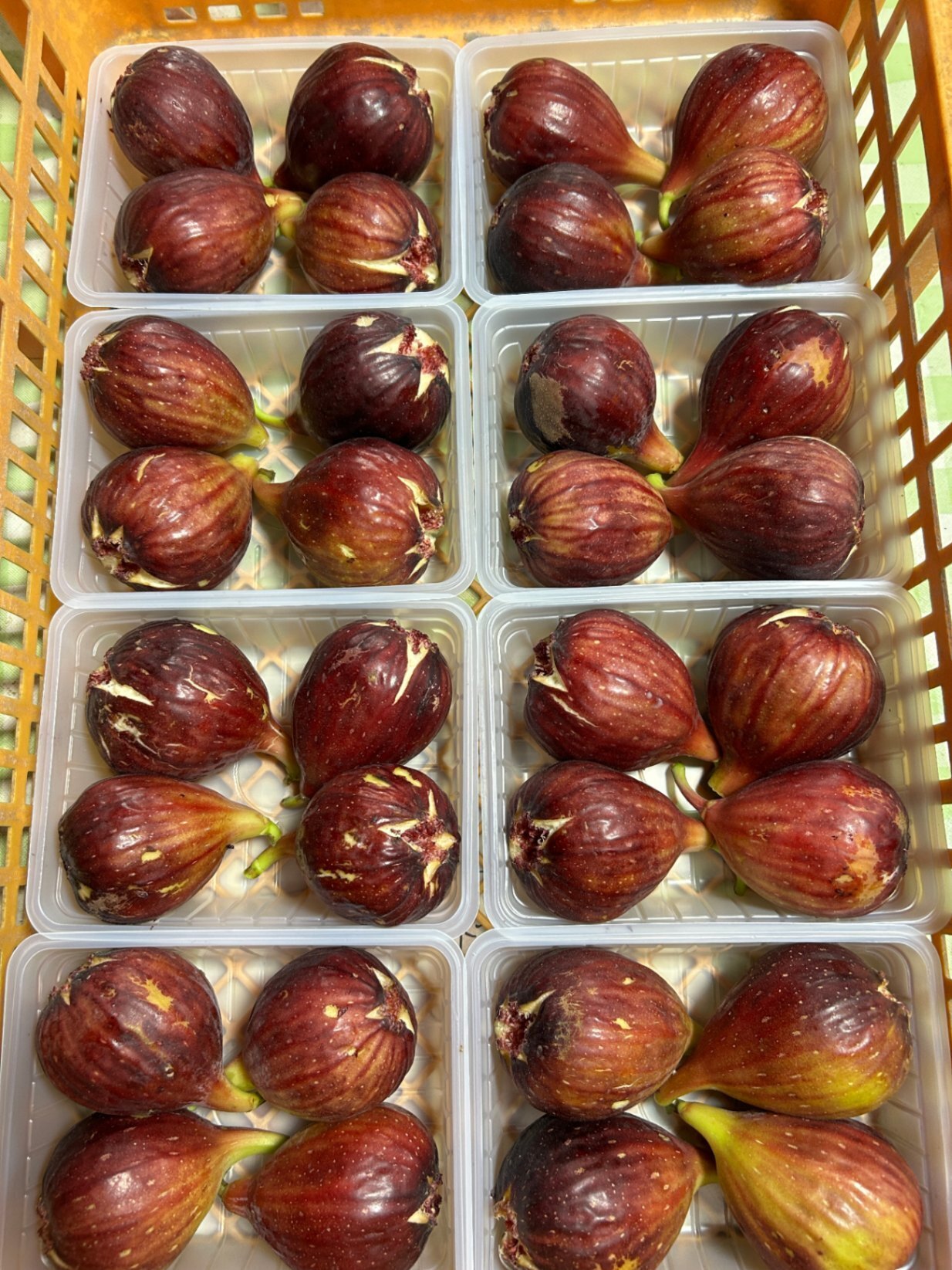 早期予約価格8/27日21時まで！
朝採れ完熟いちじく約500g×4送料込5,300円→4,980円