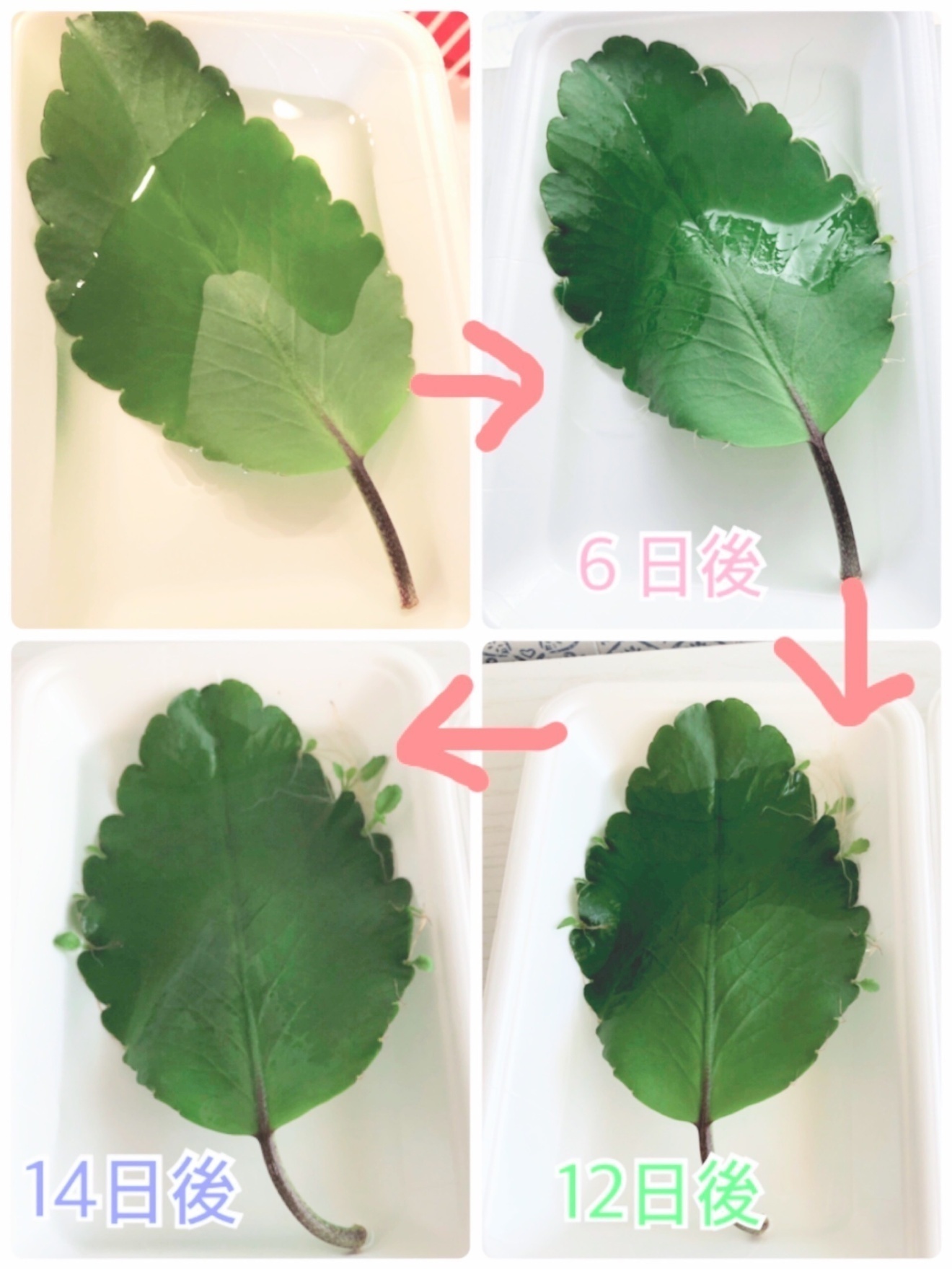 マザーリーフ（子宝草）4枚セット｜水に浮かべて芽が出るかわいい葉っぱ【送料無料】ポイント消化に