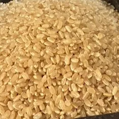 【産地直送】令和七年産福島県産天のつぶ　玄米5㎏
