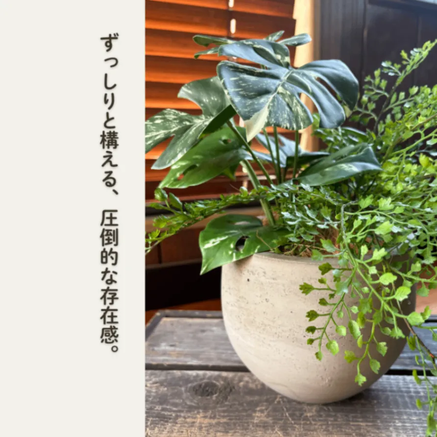 【光触媒コーテイング】斑入りモンステラとアジアンタムのフェイクグリーンポット