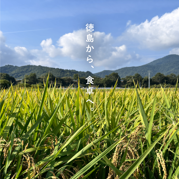 R8新米 あきさかり 玄米20kg 精米OK 湧水育ち 減農薬 減化学肥料 徳島鳴門産 【秋の味覚】