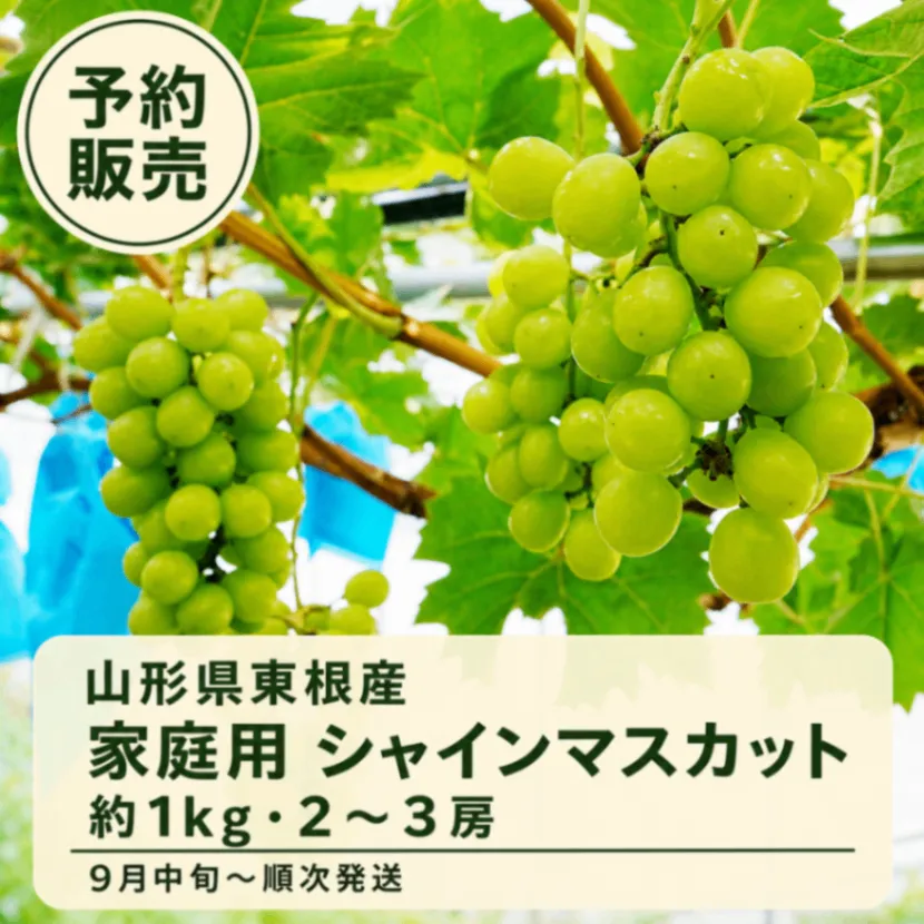 【絶賛販売中🍇】山形産シャインマスカット約1kg