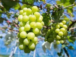 【絶賛販売中🍇】山形産シャインマスカット約1kg