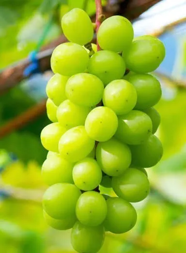 【絶賛販売中🍇】山形産シャインマスカット約1kg