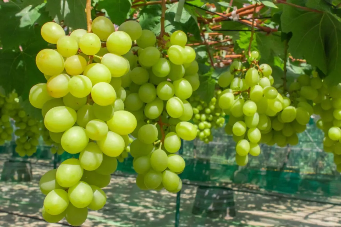 【絶賛販売中🍇】山形産シャインマスカット約1kg
