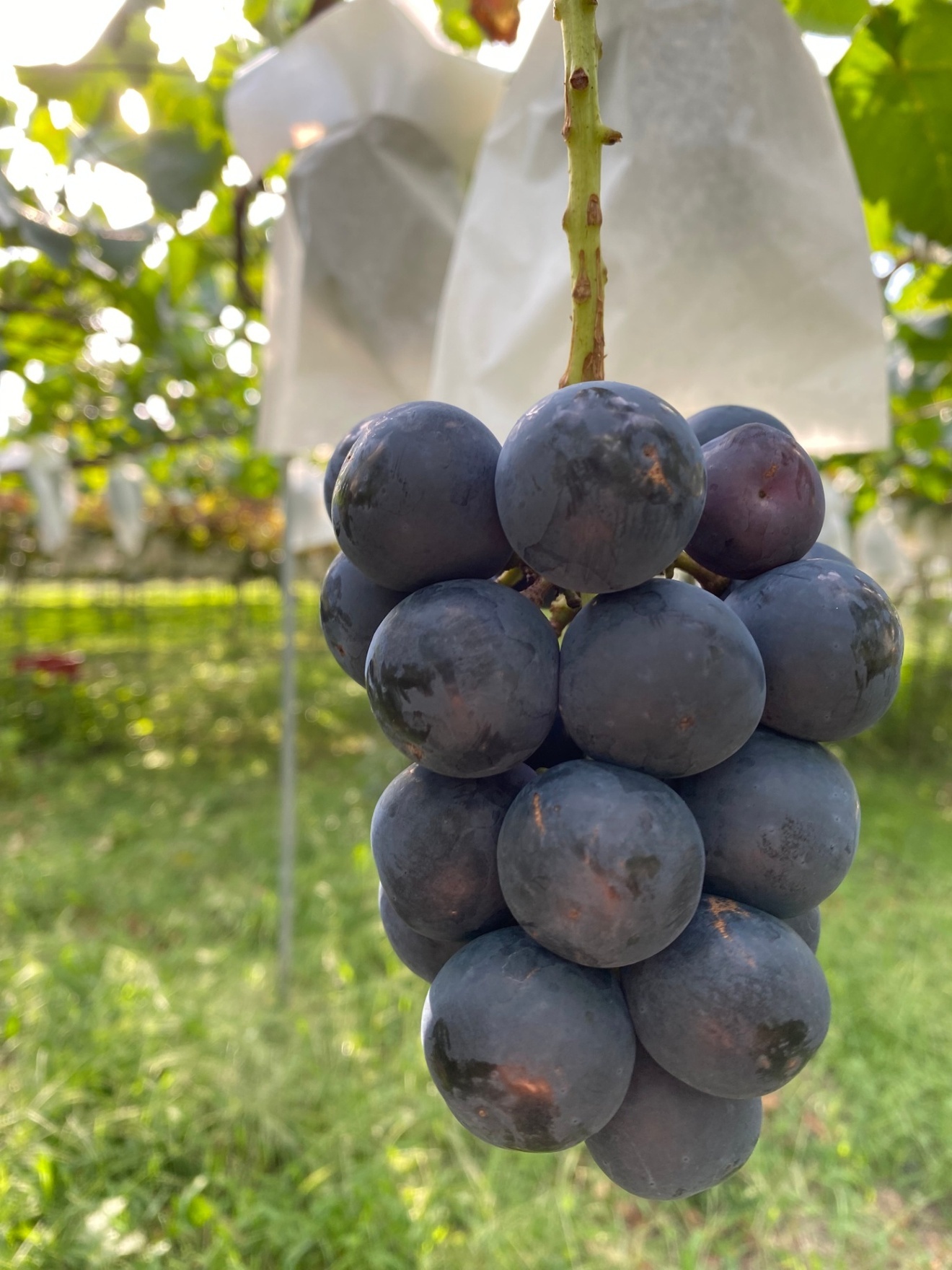 【秋の味覚】🍇たね無し！皮ごと！朝採りナガノパープル約1kg 信州塩尻産（ご家庭用）