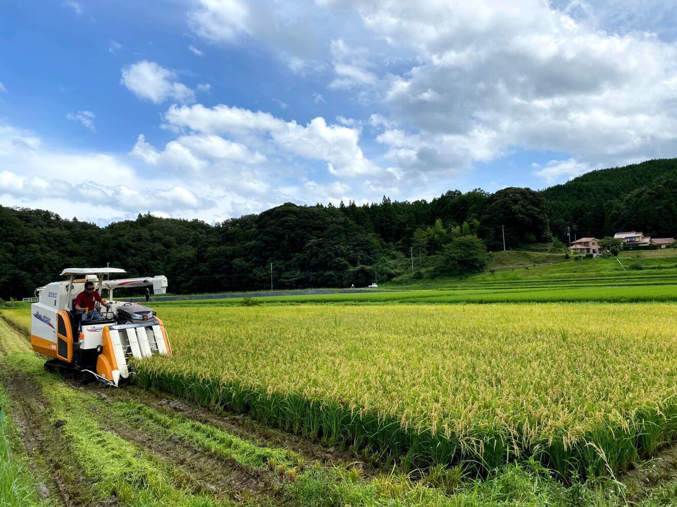 【令和７年度産 一等米相当】玄米(きぬむすめ) 30kg 島根県産
