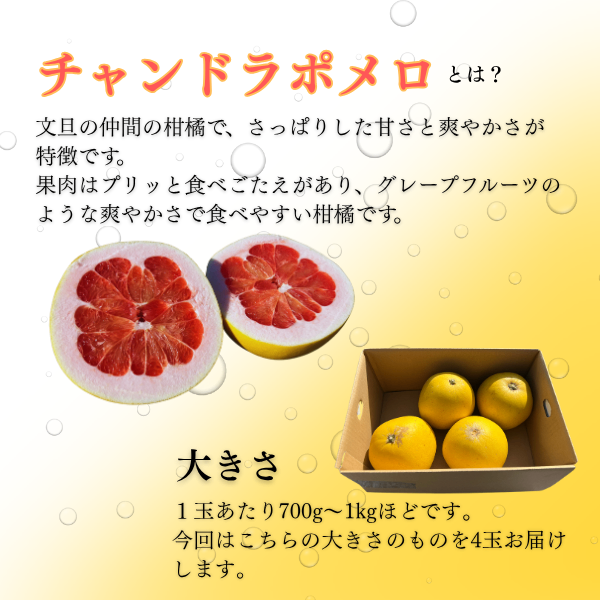 熊本県産 チャンドラポメロ 4玉