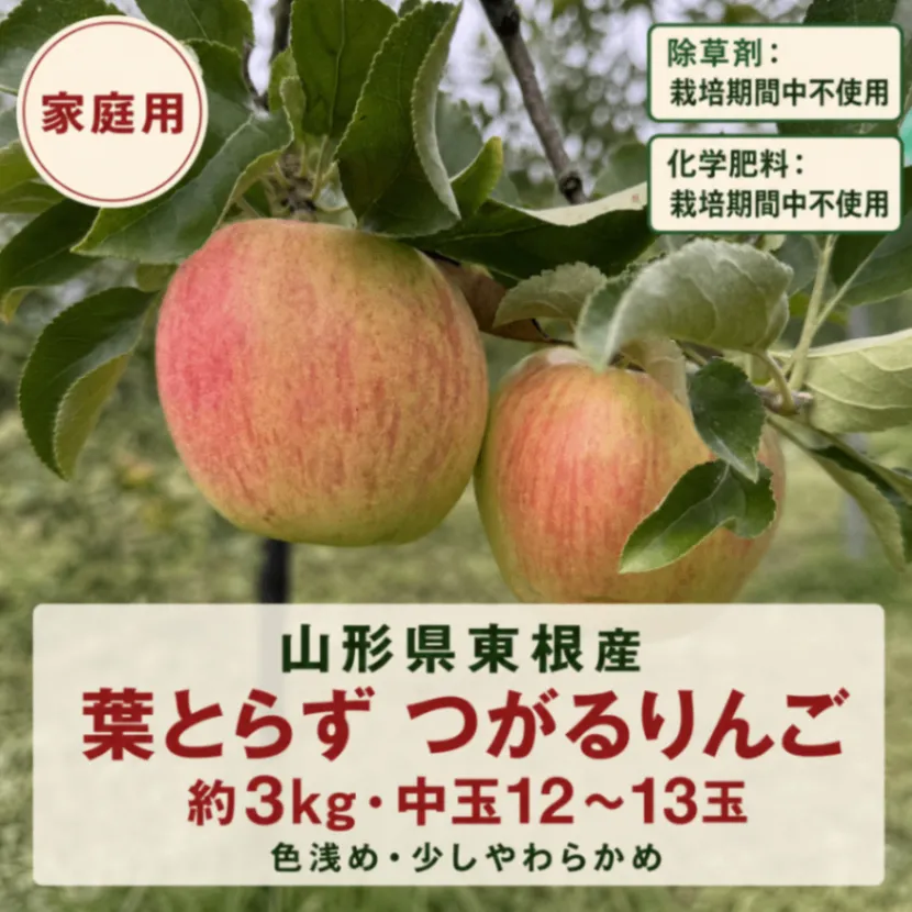 【訳あり・家庭用】【山形県東根産】葉とらずつがるりんご 3kg 中玉12前後｜甘酸っぱくやわらかめ