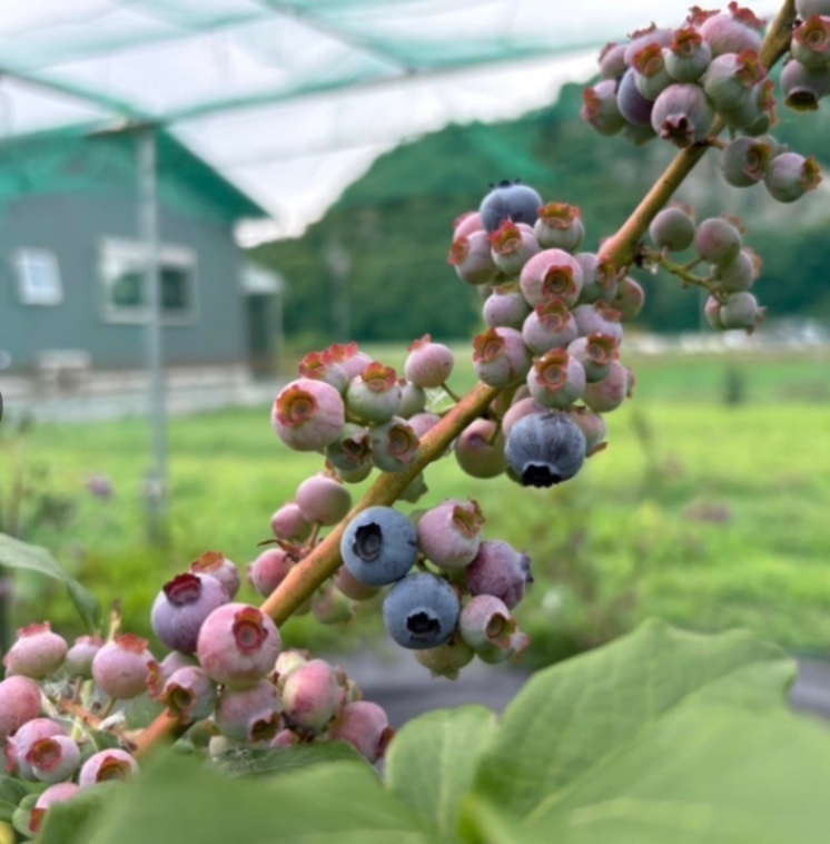 【自家栽培】岐阜県産　冷凍ブルーベリー　500g