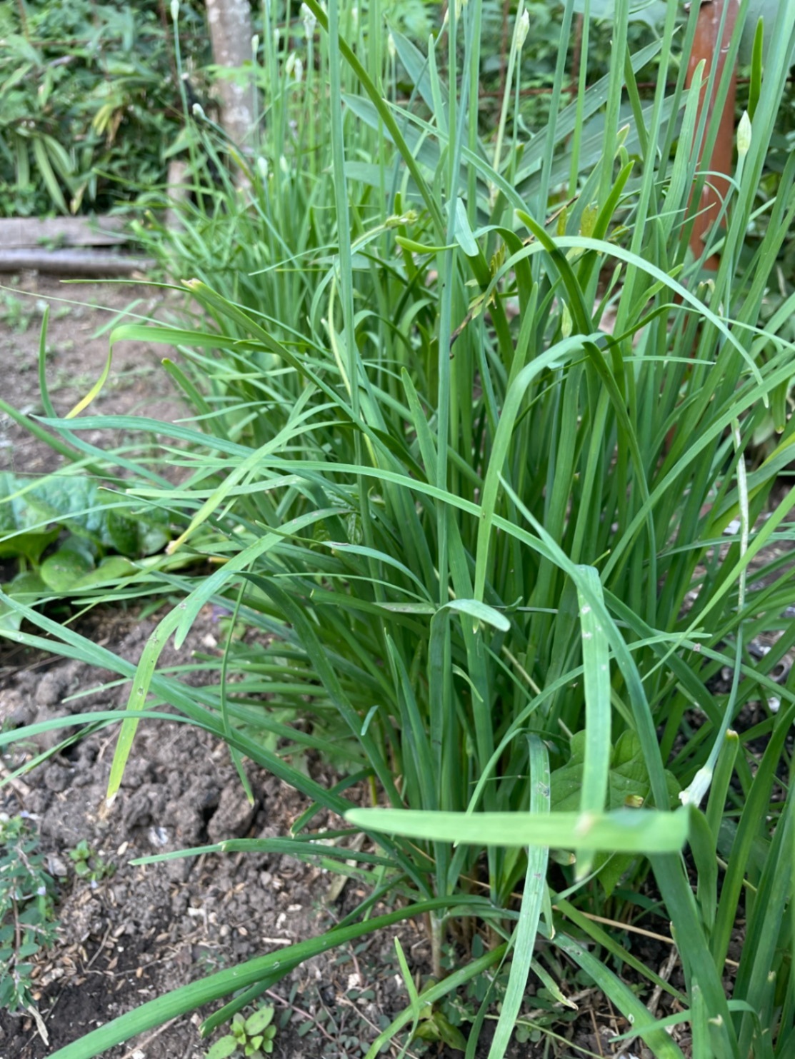 我が家のミニ菜園からおすそ分け💕
ちょこちょこ採りのお野菜セット
60サイズ２kgまで！
