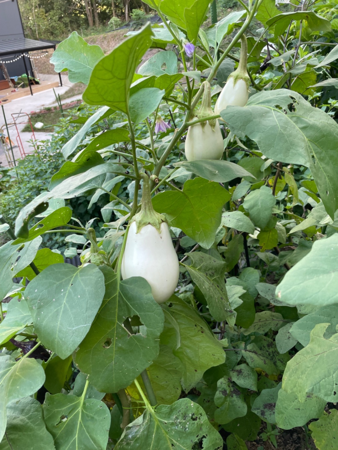 我が家のミニ菜園からおすそ分け💕
ちょこちょこ採りのお野菜セット
60サイズ２kgまで！