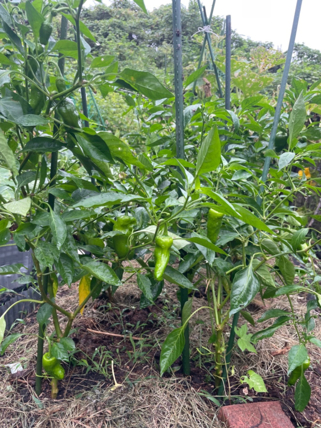 我が家のミニ菜園からおすそ分け💕
ちょこちょこ採りのお野菜セット
60サイズ２kgまで！