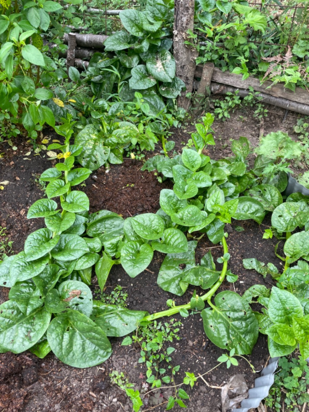 我が家のミニ菜園からおすそ分け💕
ちょこちょこ採りのお野菜セット
60サイズ２kgまで！