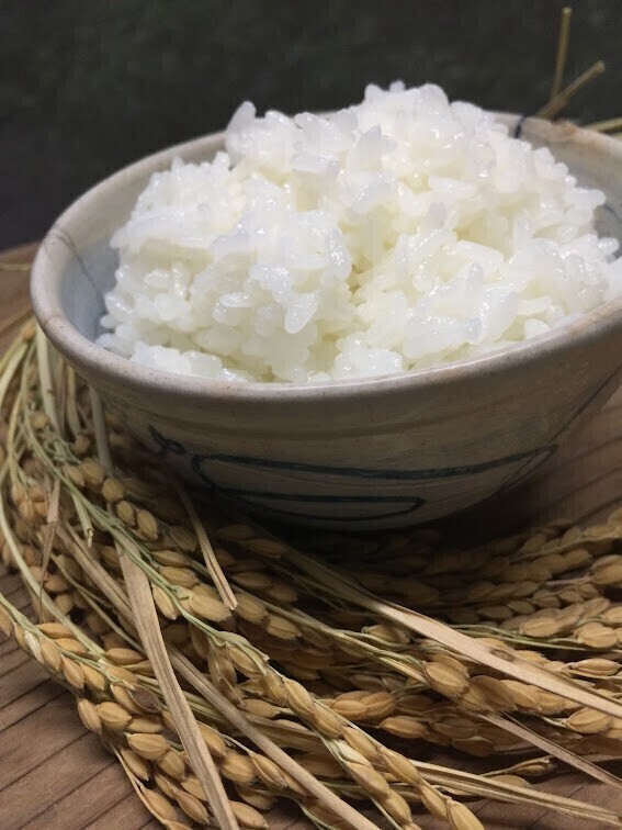 【お試し3kg】令和8年産新米｜京都丹後こしひかり・特別栽培米｜白米・注文後精米