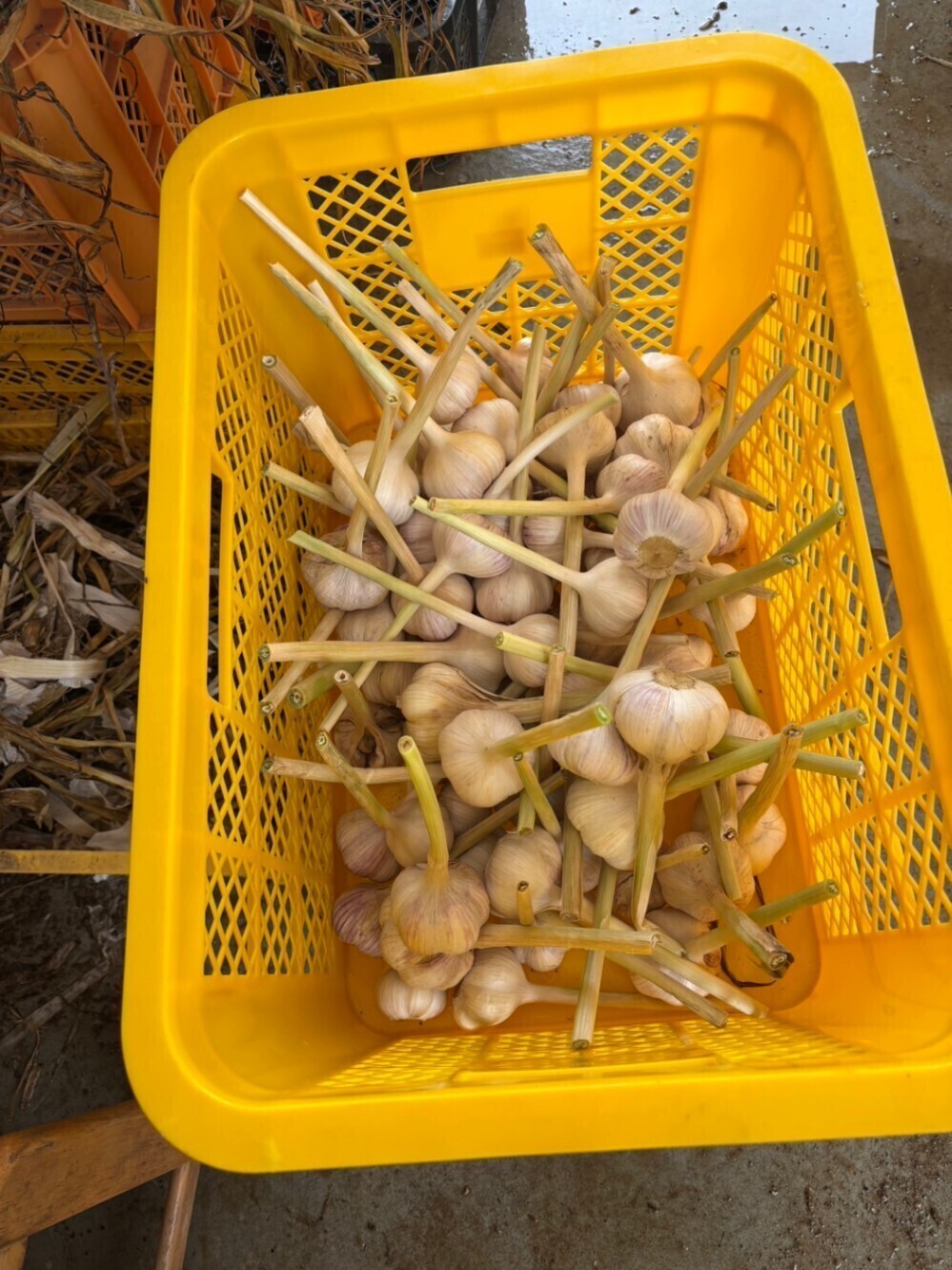 70代の父が心をこめて育てた有機ニンニク（乾燥済み）