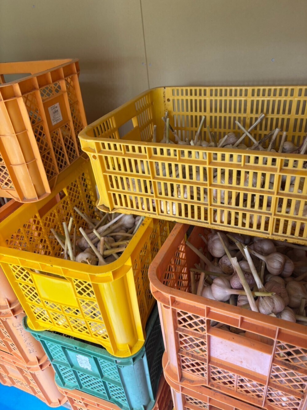 70代の父が心をこめて育てた有機ニンニク（乾燥済み）