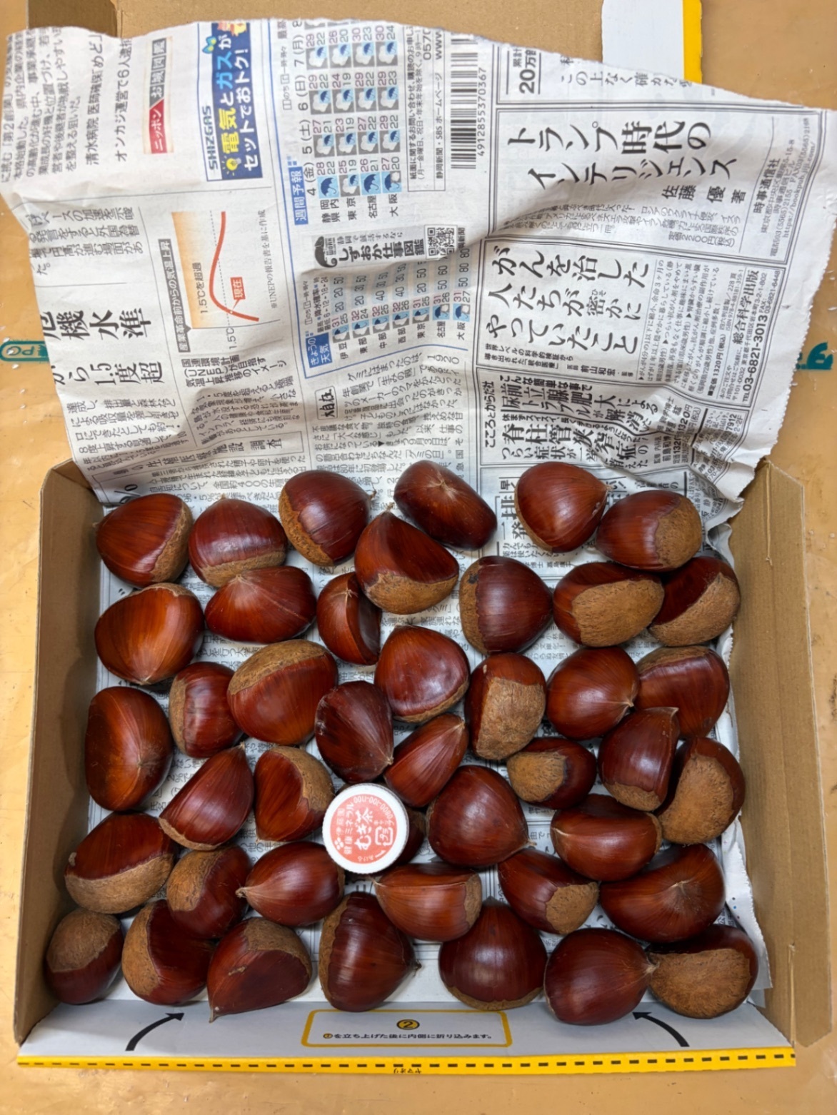 【秋の味覚】国見栗 L〜3Lサイズ 1kg 静岡県富士宮産　宅急便コンパクト発送