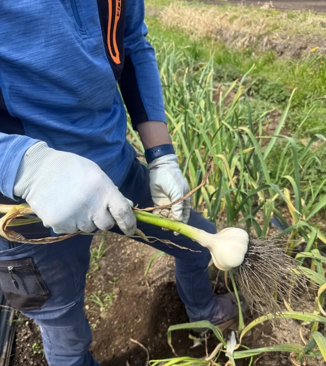 [ギフト]食卓ににんにくの香りを！
(にんにく栽培時農薬不使用)