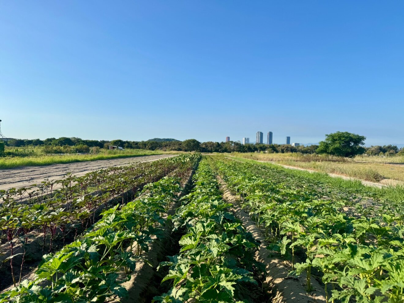 【福岡県産】3種のオクラ食べ比べセット 約50本