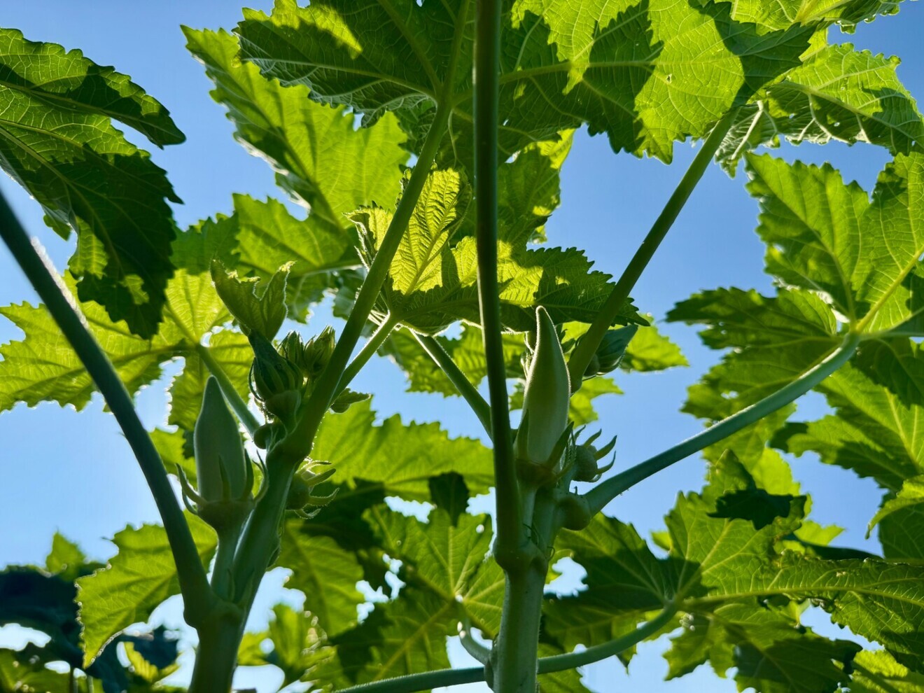 【福岡県産】3種のオクラ食べ比べセット 約50本