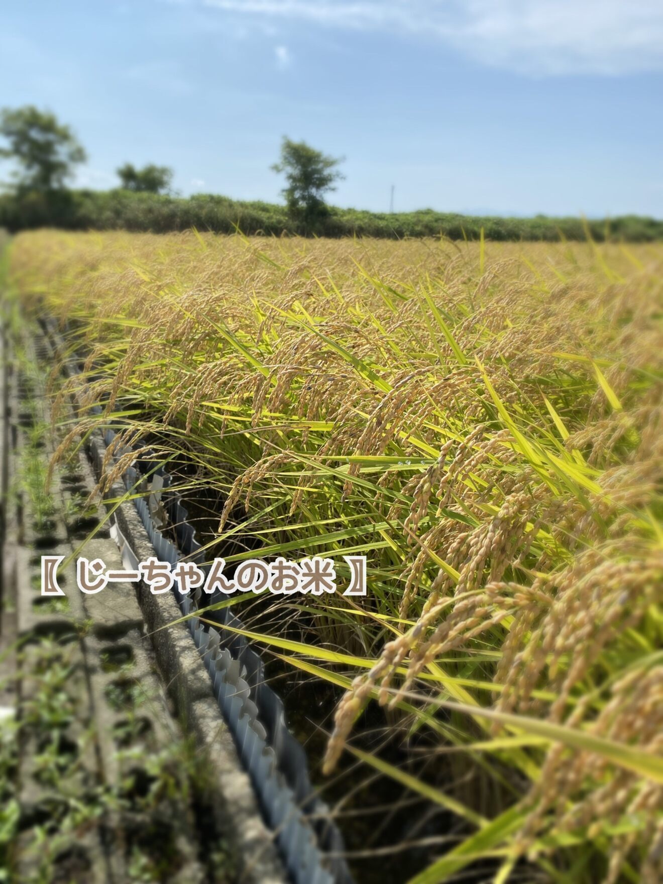 〖 じーちゃんのお米🌾 〗新米！コシヒカリ30kg 石川県　令和８年産　玄米 or 白米