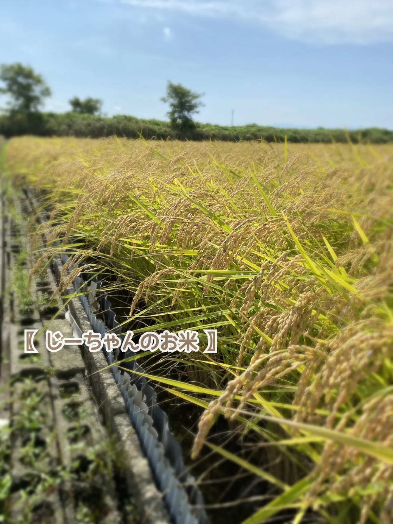 〖 じーちゃんのお米🌾 〗新米！コシヒカリ30kg 石川県　令和８年産　玄米 or 白米