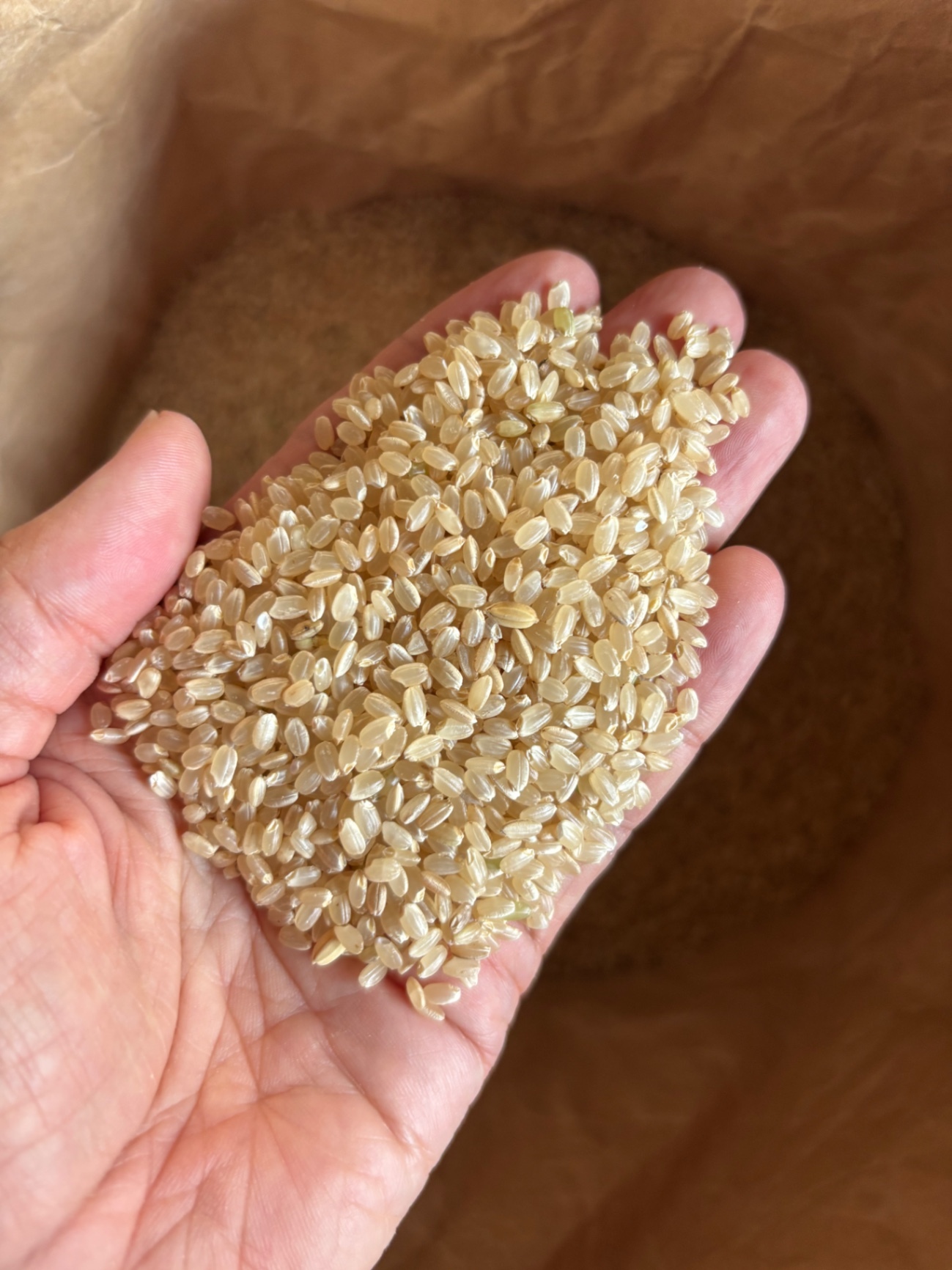 【農家直送】 ミルキークィーン 玄米 30kg 令和7年兵庫県産 冷蔵保管・鮮度抜群