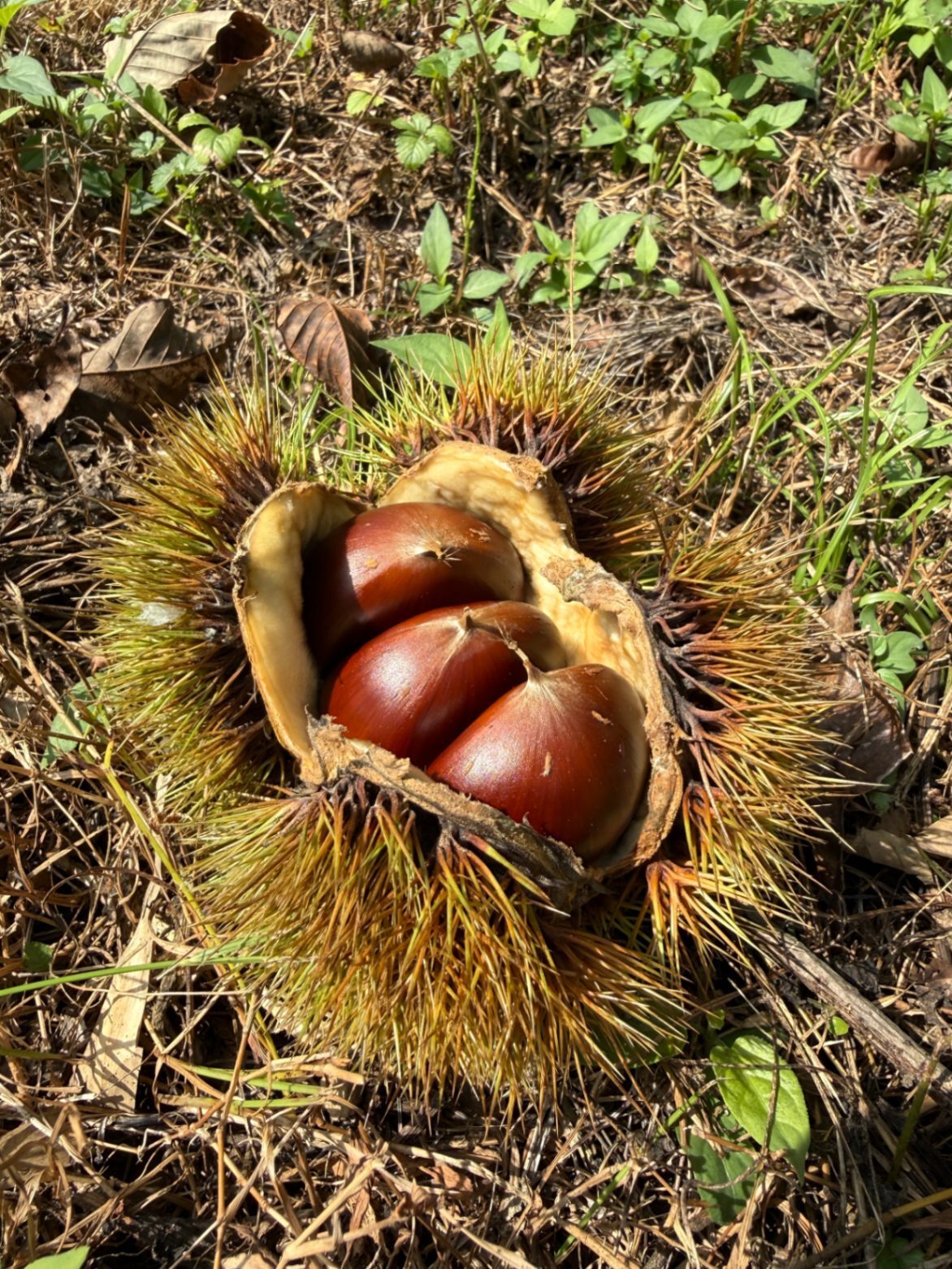 【秋の味覚】愛媛県産　生むき栗　完全無農薬 約400g 真空パック 米寿の祖母が手剥き