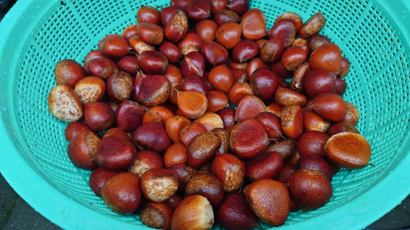 自家製　栗　5ｋｇ（1ｋｇ×5）　